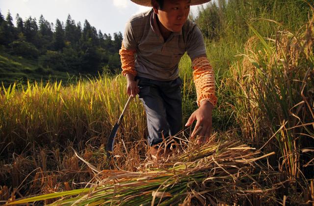 梦见晒稻谷有什么预兆，梦见晒稻谷什么意思（我在现场·我们都是追梦人丨十年“圆梦”）