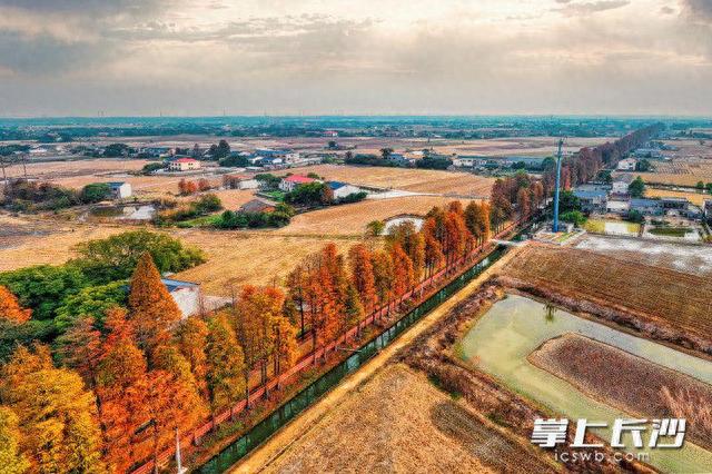 组图 | 宁乡双江口镇：网红水杉路带你邂逅冬日浪漫