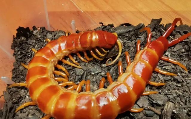 qq空间宠物怎么弃养，怎样在qq空间养宠物（那些千奇百怪的“异宠”）