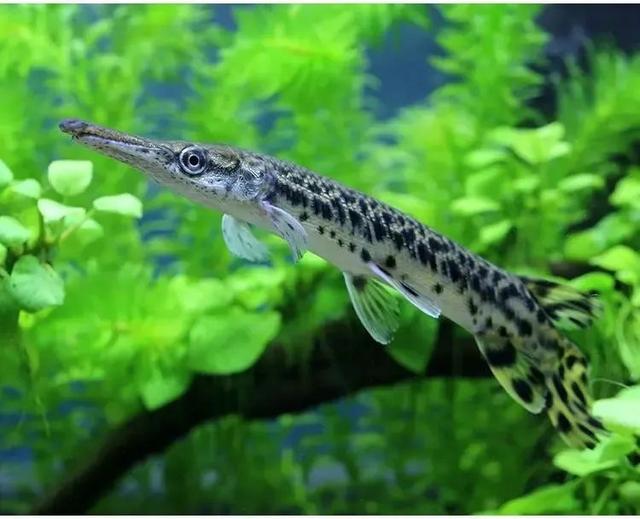 qq空间宠物怎么弃养，怎样在qq空间养宠物（那些千奇百怪的“异宠”）