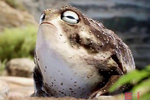 qq空间宠物怎么弃养，怎样在qq空间养宠物（那些千奇百怪的“异宠”）