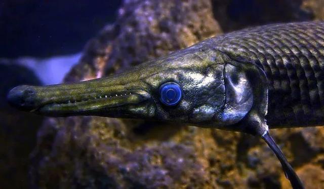 qq空间宠物怎么弃养，怎样在qq空间养宠物（那些千奇百怪的“异宠”）