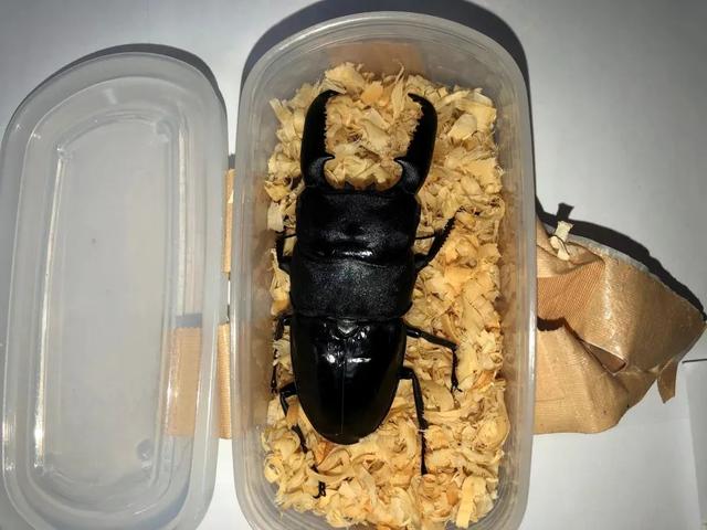 qq空间宠物怎么弃养，怎样在qq空间养宠物（那些千奇百怪的“异宠”）