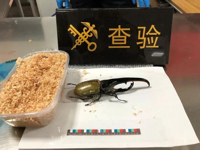 qq空间宠物怎么弃养，怎样在qq空间养宠物（那些千奇百怪的“异宠”）