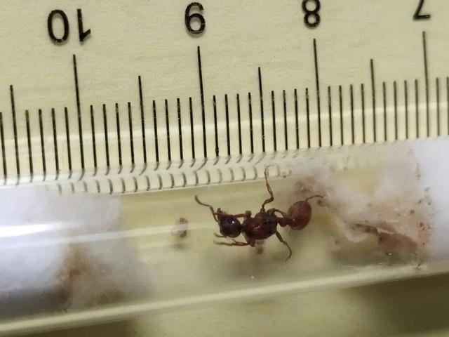 qq空间宠物怎么弃养，怎样在qq空间养宠物（那些千奇百怪的“异宠”）