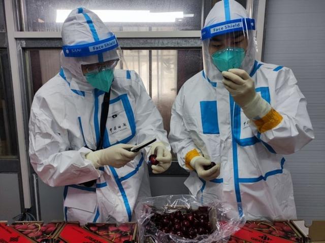 国产车厘子春节上市，为消费者送去舌尖上的甜蜜