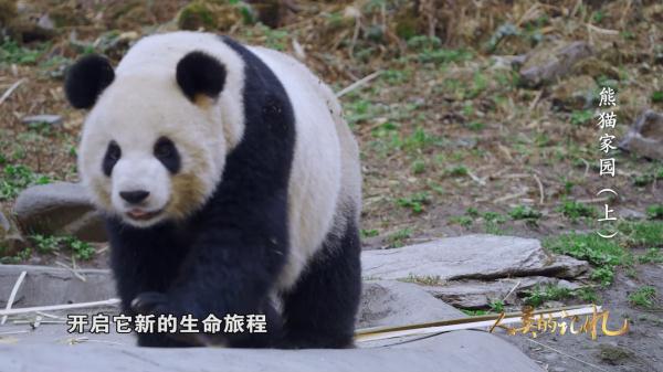 国宝大熊猫的资料介绍，有关大熊猫的资料介绍