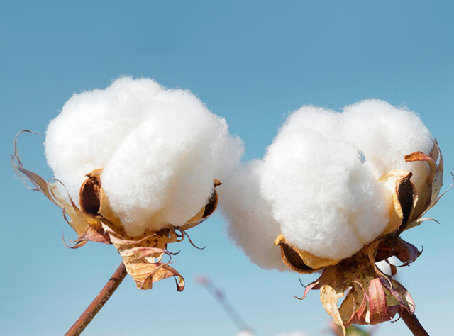 显高显瘦哈伦老爹裤，一条保暖显瘦の哈伦老爹裤