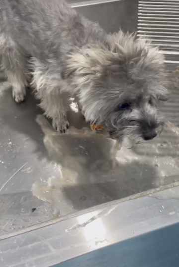 梦到狗死了预示着什么，梦见狗的七大预兆（狗狗误食布洛芬多器官衰竭抢救无效离世）