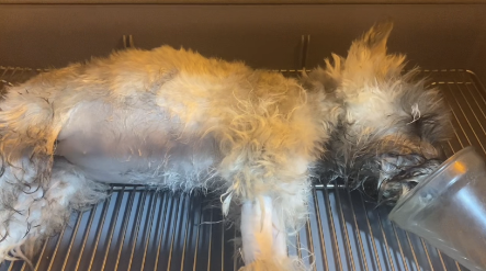 梦到狗死了预示着什么，梦见狗的七大预兆（狗狗误食布洛芬多器官衰竭抢救无效离世）