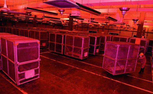 苍蝇的养殖方法，人类这样做到底是何居心