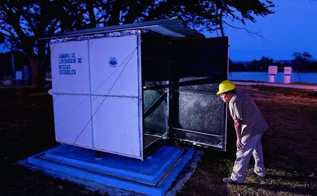 苍蝇的养殖方法，人类这样做到底是何居心