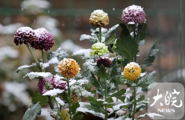 淮南市花是什么花，淮南花店推荐（菊花雪中绽放格外艳）
