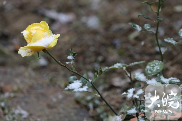 淮南市花是什么花，淮南花店推荐（菊花雪中绽放格外艳）