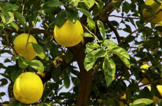 柚子树长什么样，红心柚子树苗（夜雨丨樊小毛：梁平老柚子树）