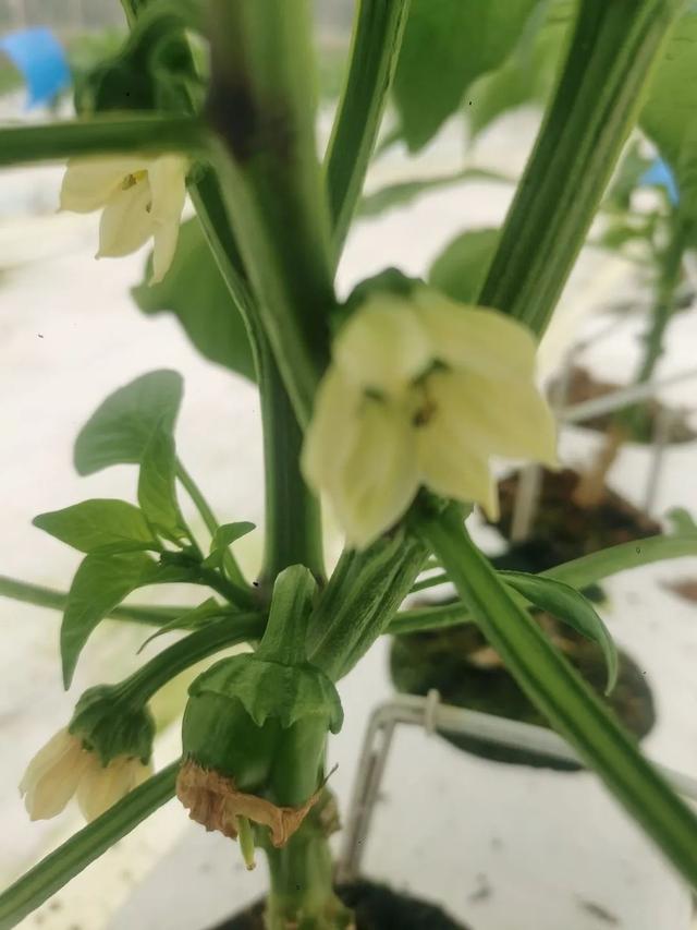 亩产4万斤辣椒品种，亩产4万斤辣椒品种子种子多少钱（水果甜椒、小米辣椒带到了……）