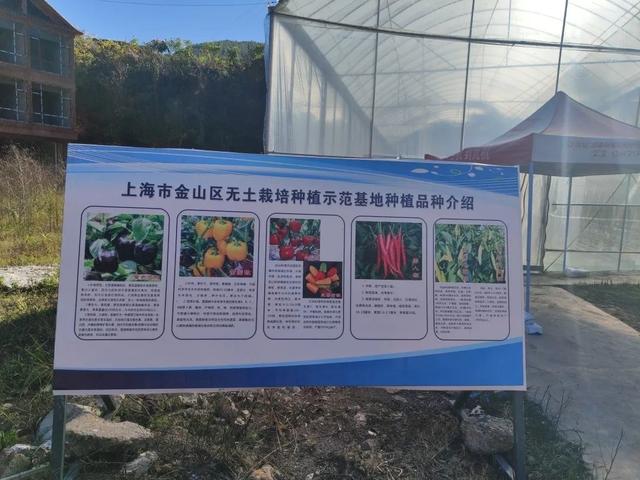 亩产4万斤辣椒品种，亩产4万斤辣椒品种子种子多少钱（水果甜椒、小米辣椒带到了……）