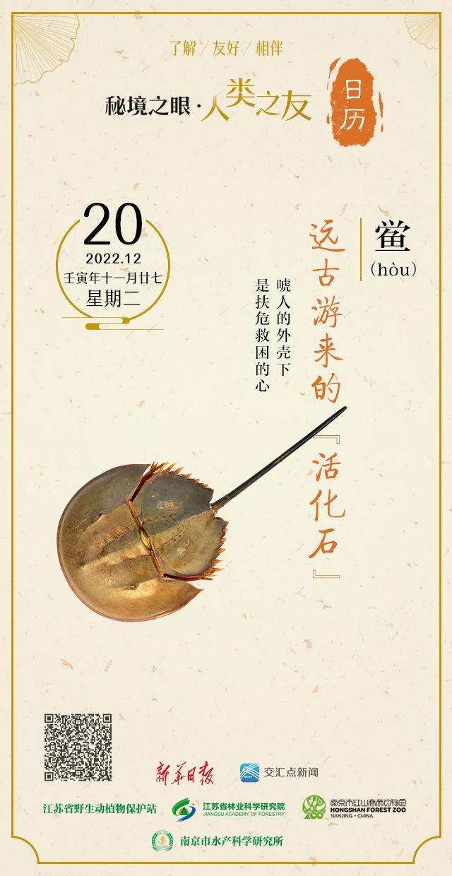 常见海洋动物——鲎，海洋动物 鲎（远古游来的“活化石”）