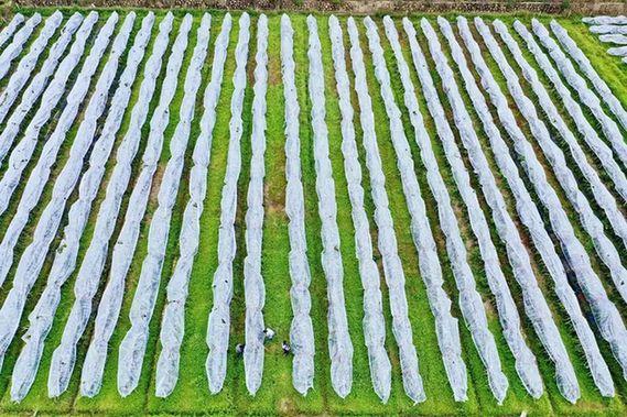 春天有什么特点，春天有哪五个特点（为什么说“冬至大如年”）