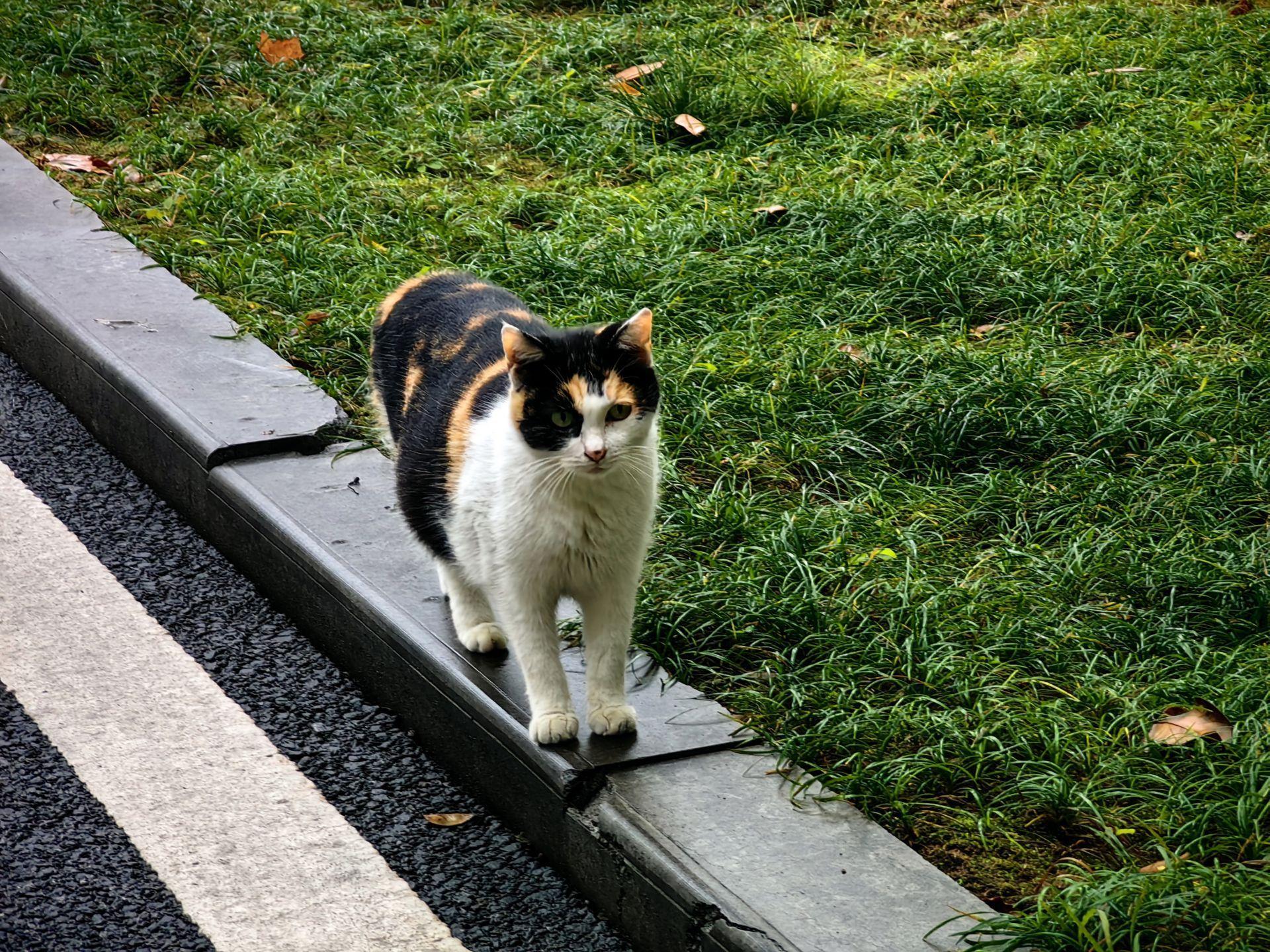 保护动物的意义，保护动物的目的和意义（东湖评论：善待动物）