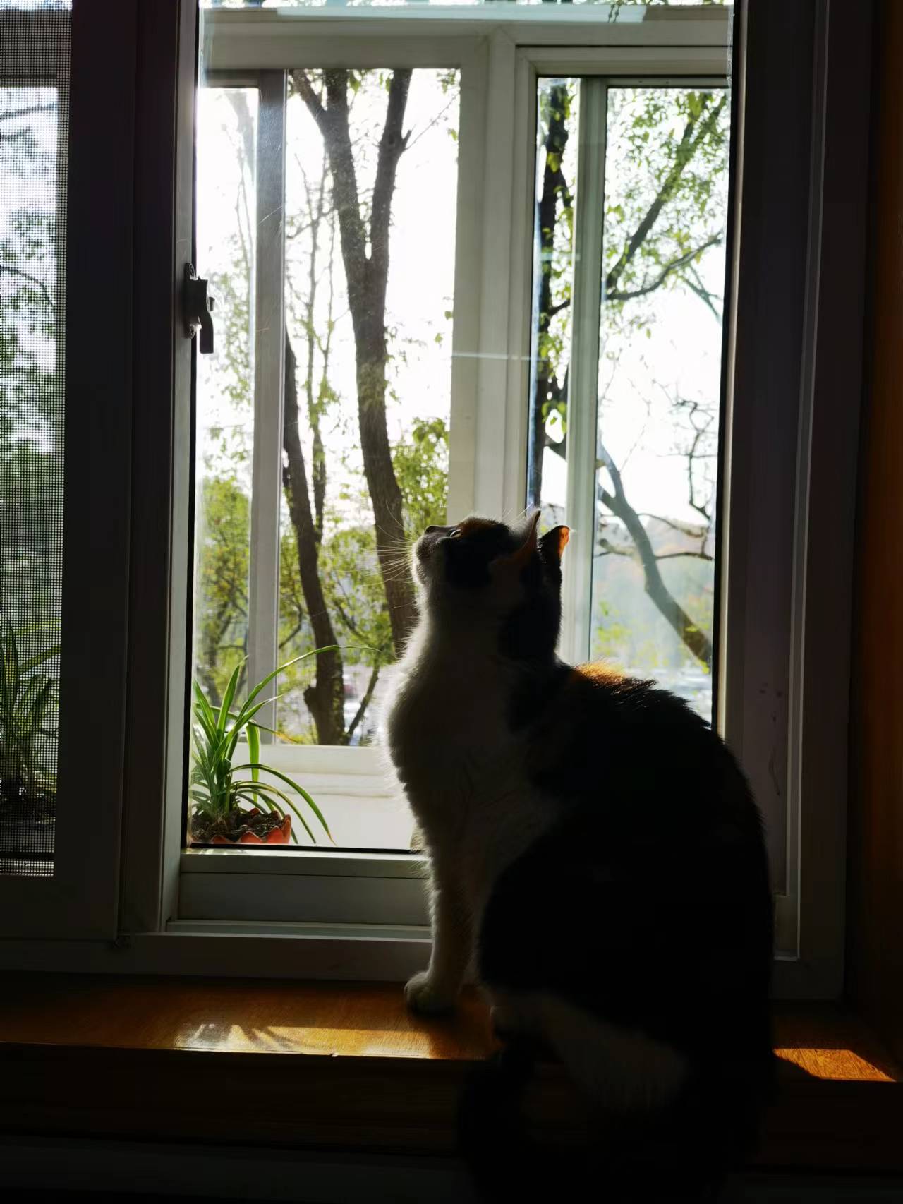 保护动物的意义，保护动物的目的和意义（东湖评论：善待动物）