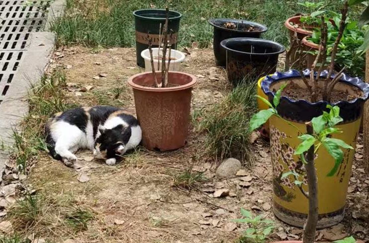 保护动物的意义，保护动物的目的和意义（东湖评论：善待动物）