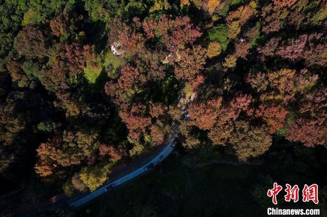 “广州香山”红叶迎最佳观赏期 姗姗来迟更鲜红