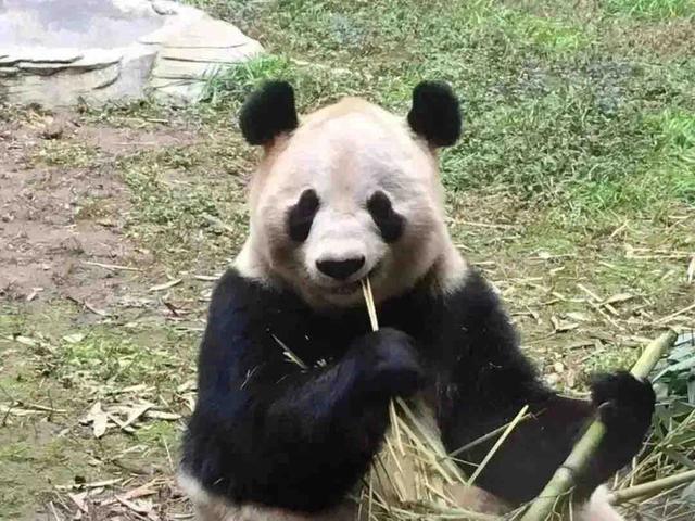 重庆熊猫最多的公园，你知道重庆动物园有多少只熊猫