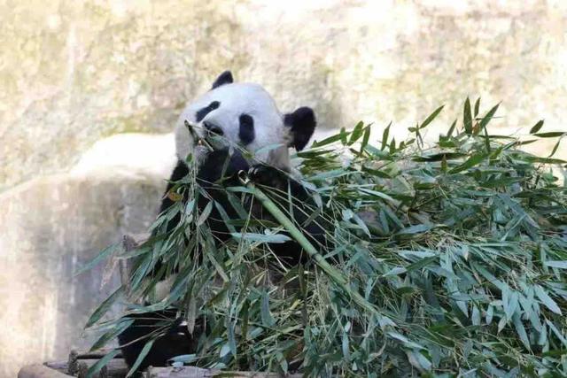 重庆熊猫最多的公园，你知道重庆动物园有多少只熊猫