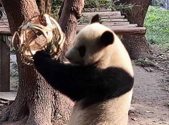 重庆熊猫最多的公园，你知道重庆动物园有多少只熊猫