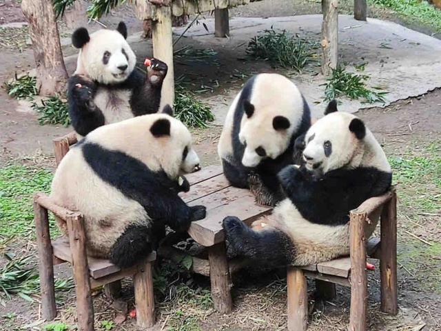 重庆熊猫最多的公园，你知道重庆动物园有多少只熊猫