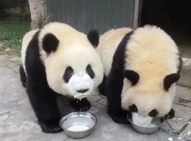 重庆熊猫最多的公园，你知道重庆动物园有多少只熊猫