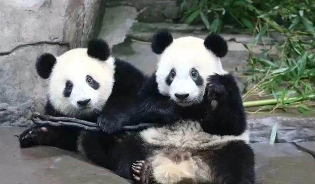 重庆熊猫最多的公园，你知道重庆动物园有多少只熊猫