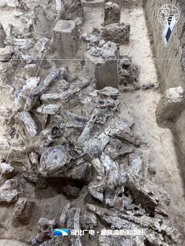 厘米和公分是一样的吗，公分和厘米一样吗（直击“郧县人”3号头骨化石提取现场）