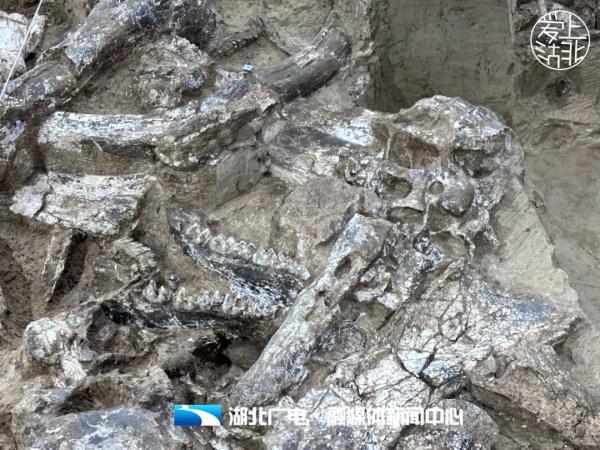 厘米和公分是一样的吗，公分和厘米一样吗（直击“郧县人”3号头骨化石提取现场）