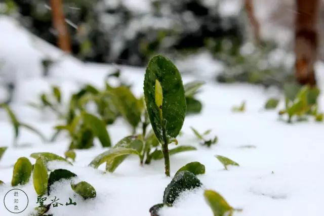 金花指什么生肖，十二生肖里谁是金花（圣谷山金花白茶兔年生肖茶砖）
