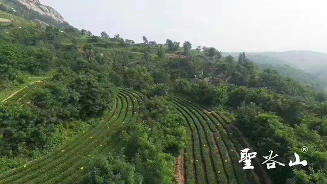 金花指什么生肖，十二生肖里谁是金花（圣谷山金花白茶兔年生肖茶砖）