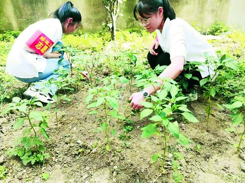 劳动能给我们带来些什么，劳动能给我们带来些什么作文（耕读并行 孕育希望）