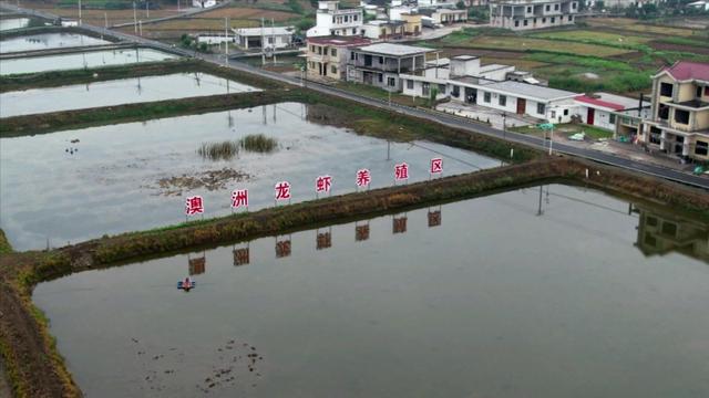 澳洲龙虾怎么养殖，养澳洲龙虾10养9亏（养殖澳洲小龙虾难越冬）