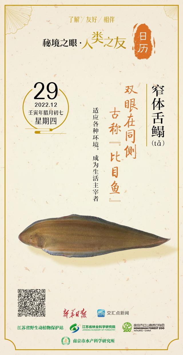 舌鳎相关介绍，舌鳎是什么（窄体舌鳎：双眼在同侧）