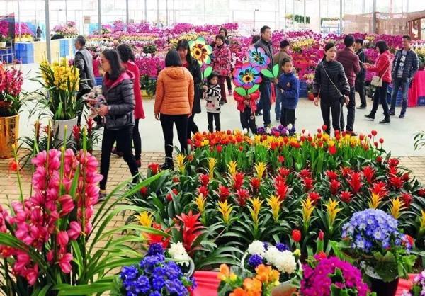 广州花卉市场主要在哪个区，广州今年有没有迎春花市