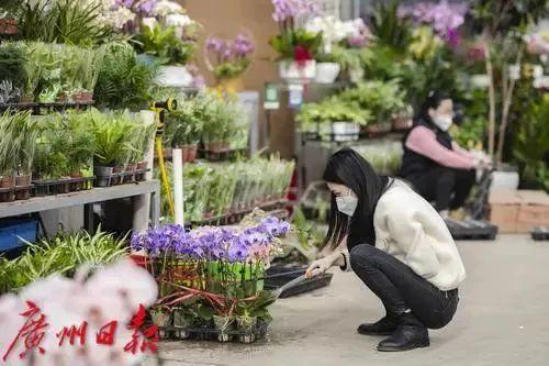 广州花卉市场主要在哪个区，广州今年有没有迎春花市