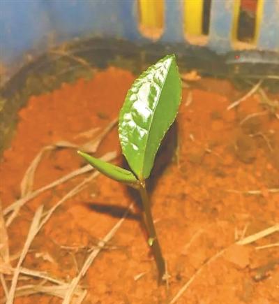 神舟十号什么时候升空，神州10号几年几月几日成功发射的（太空玫瑰 四季绽放）