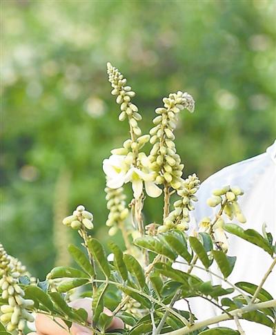 神舟十号什么时候升空，神州10号几年几月几日成功发射的（太空玫瑰 四季绽放）