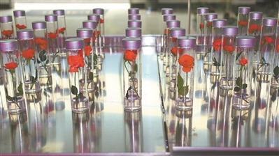 神舟十号什么时候升空，神州10号几年几月几日成功发射的（太空玫瑰 四季绽放）