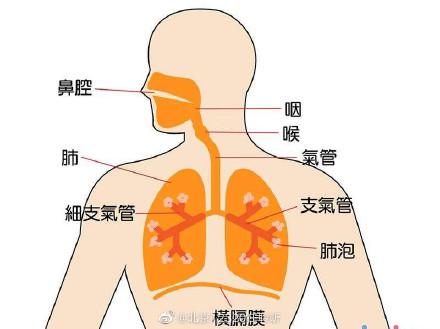 上呼吸道和下呼吸道是指什么部位，五官指的是哪五个部位（什么是上呼吸道）