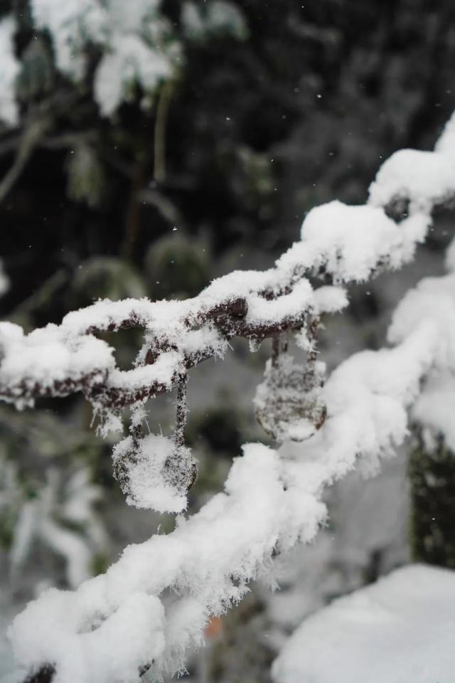 三清山有什么好玩的，三清山有什么玩的地方（来三清山开启一场新年之旅吧~）