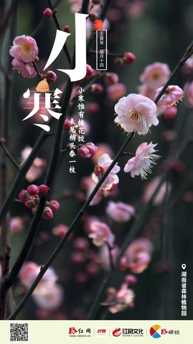 岁寒三友和花中四君子，岁寒三友和花中四君子是指什么（二十四节气·小寒丨冬寒料峭严凝切）