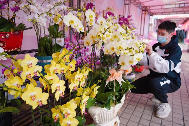 花数量代表的意义，21朵玫瑰花数量代表的含义（今年广州年花量大价优）