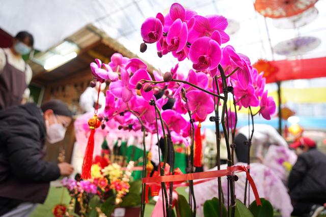 花数量代表的意义，21朵玫瑰花数量代表的含义（今年广州年花量大价优）